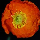 Mohn I