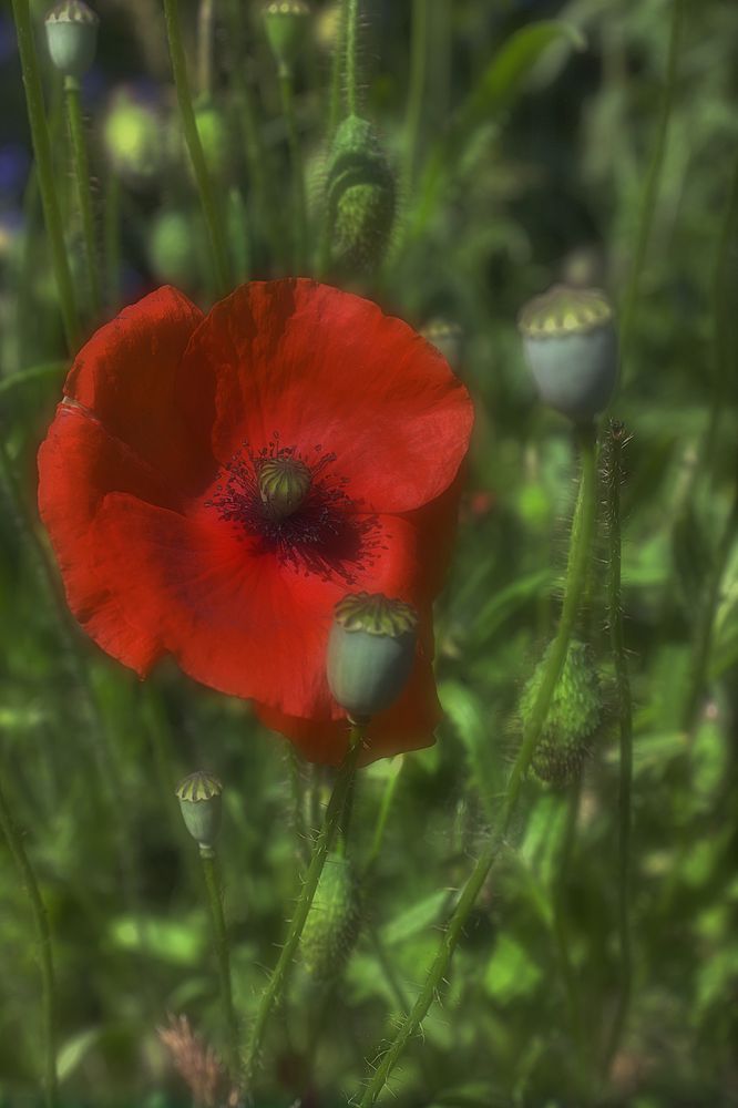 Mohn I HDR soft