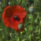 Mohn I HDR soft