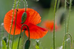 Mohn I - rahmenlos