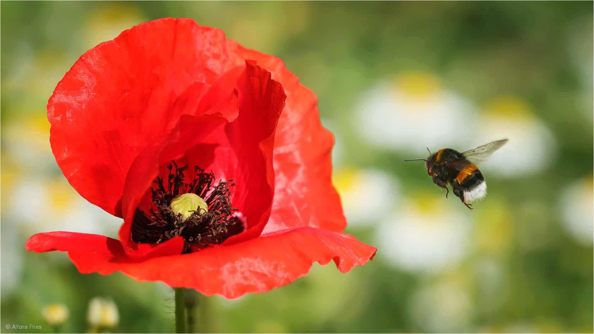 Mohn, ich komme!