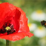 Mohn, ich komme!