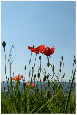 Mohn II