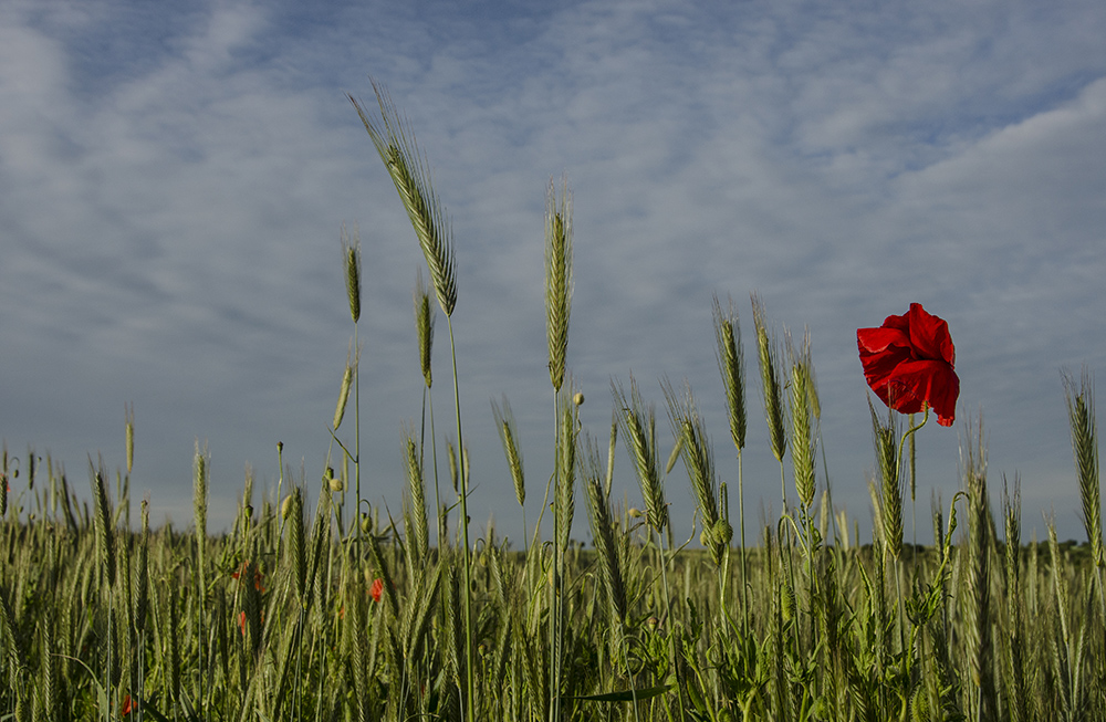 Mohn II