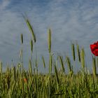 Mohn II