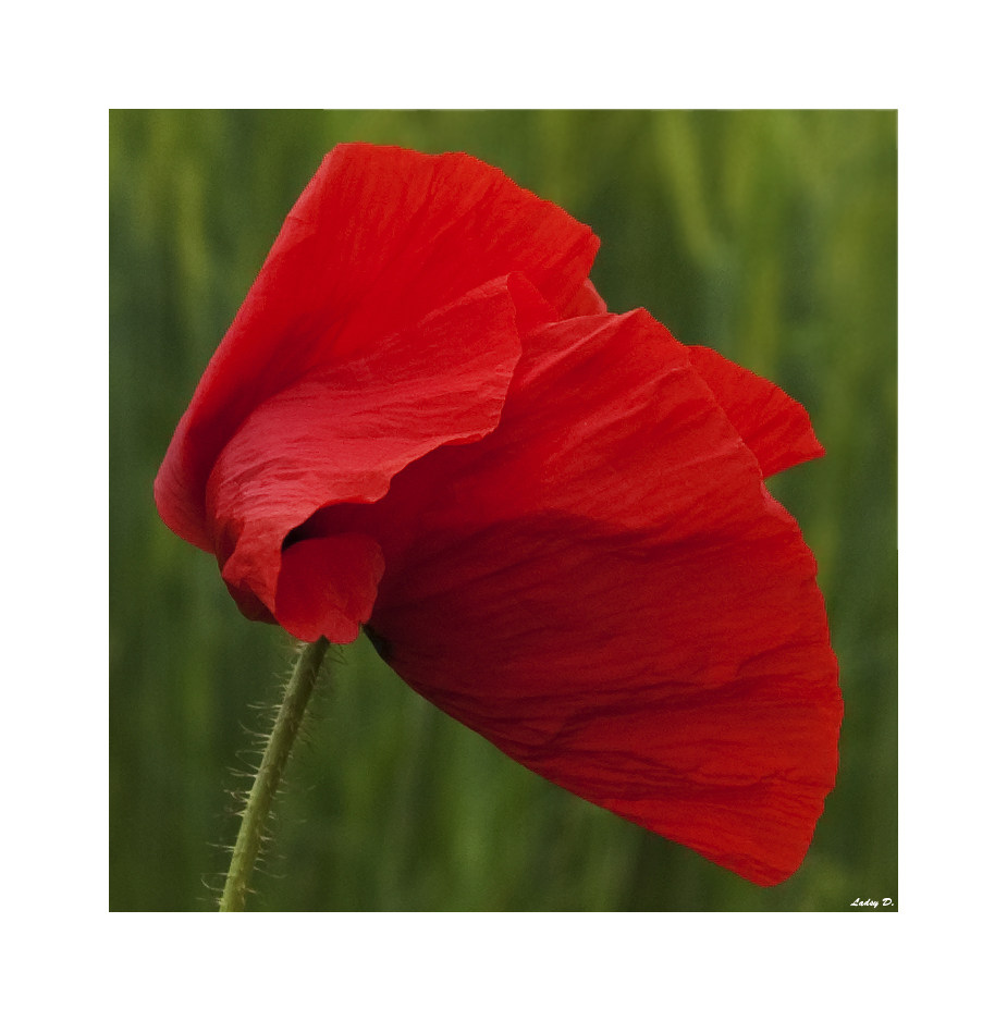 Mohn... II