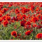 Mohn II