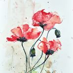 Mohn (II)