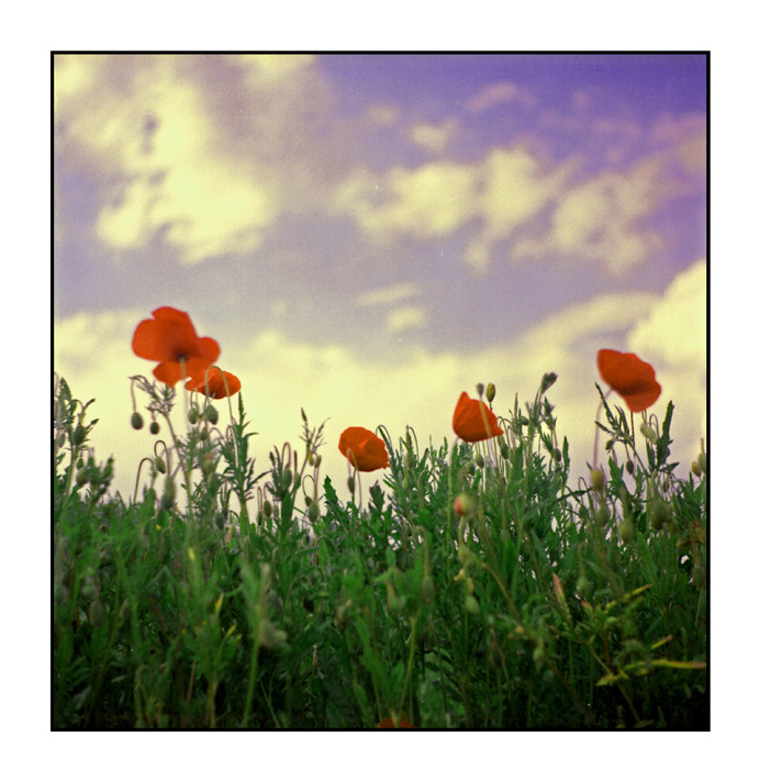 mohn II