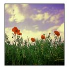 mohn II