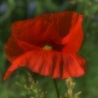 Mohn II