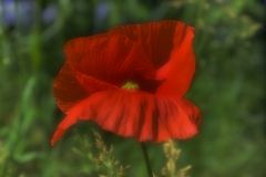 Mohn II