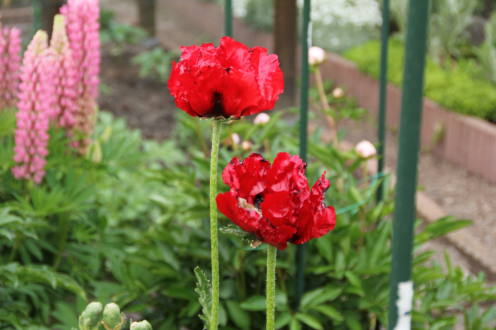 Mohn II