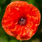 Mohn II