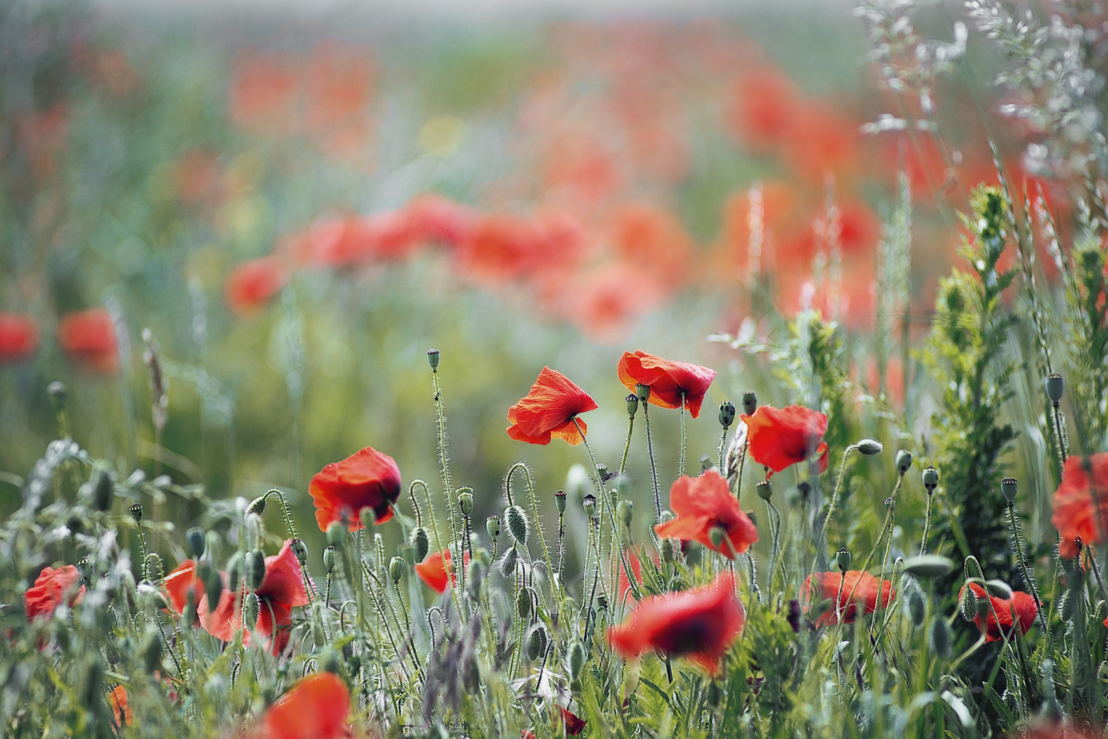 Mohn II