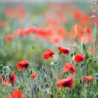 Mohn II