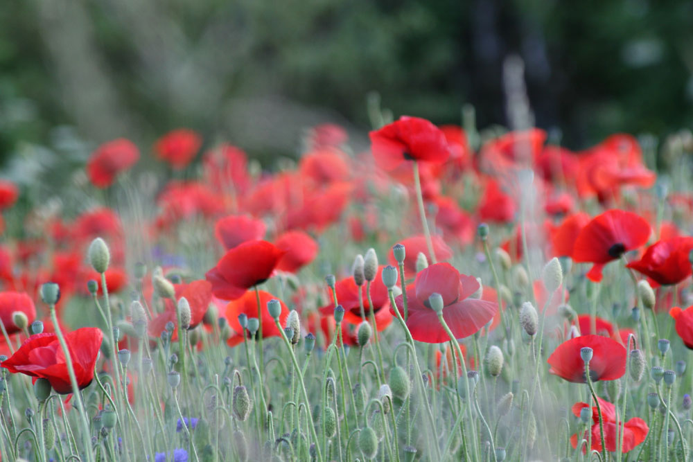 Mohn-II