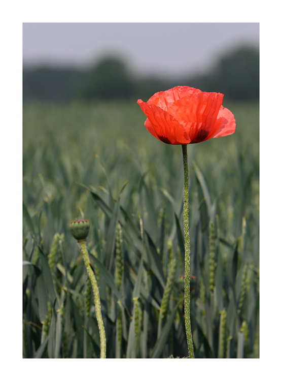 Mohn II