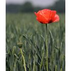 Mohn II