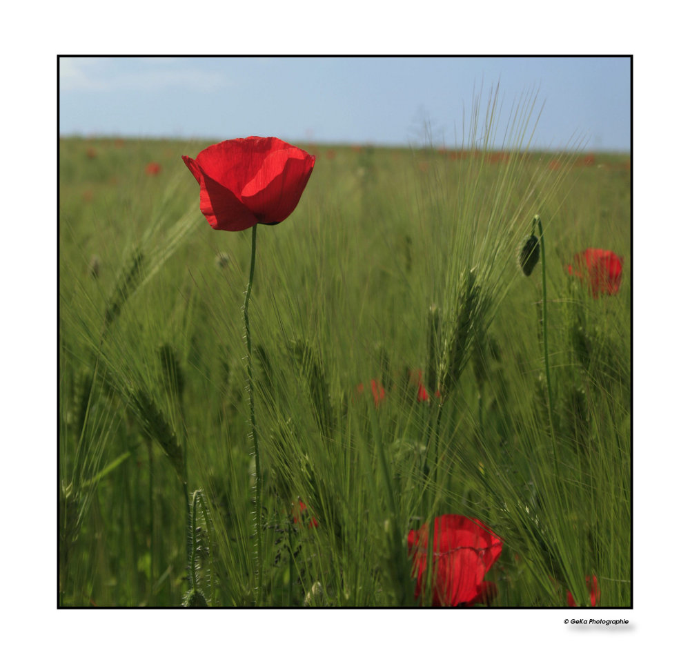 Mohn II