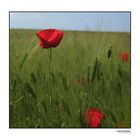 Mohn II