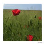 Mohn II