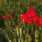 Mohn II