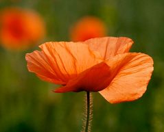 Mohn II