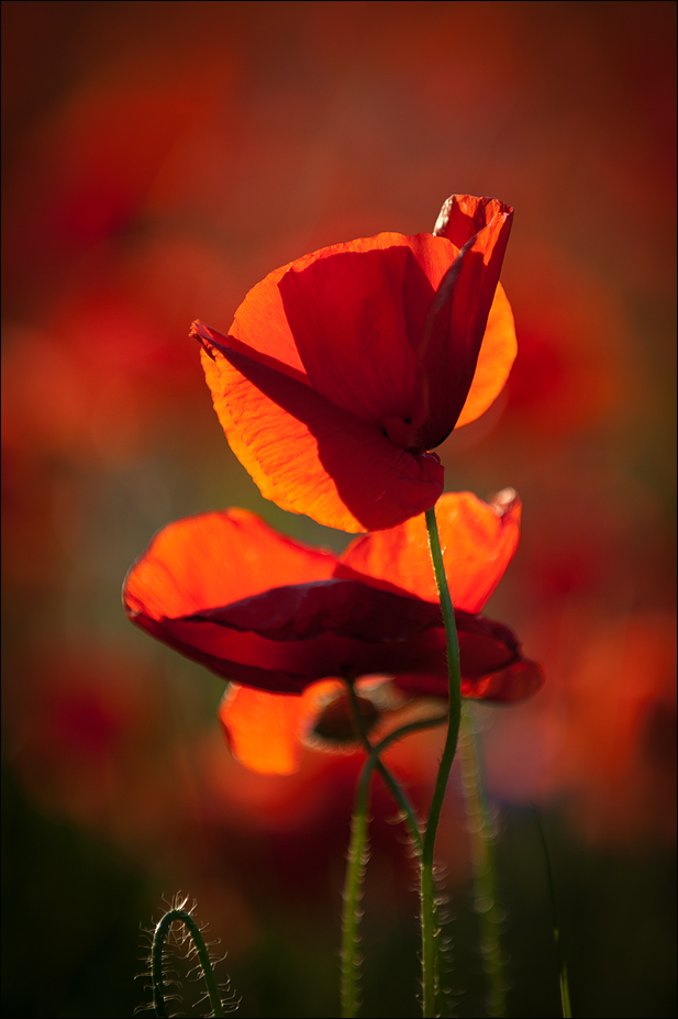 Mohn II.