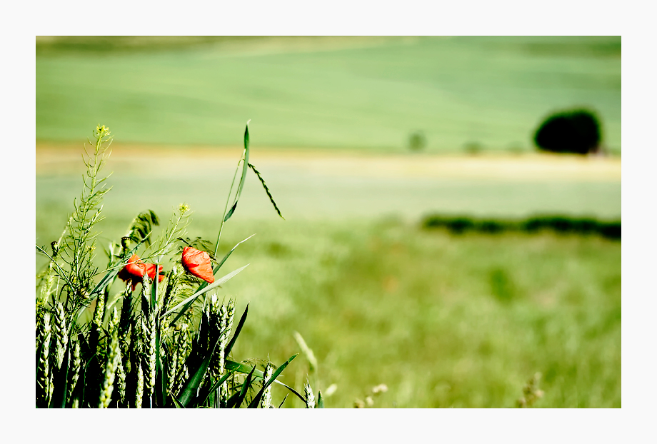 ***Mohn II***