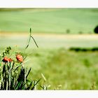 ***Mohn II***