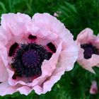 Mohn II