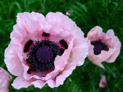 Mohn II