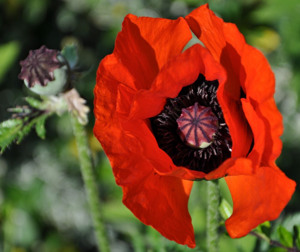 Mohn (II)