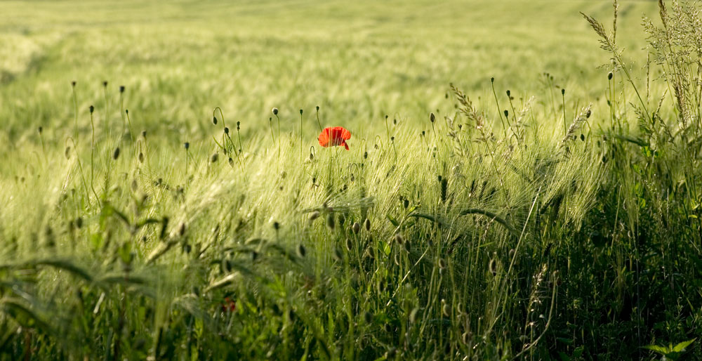 Mohn II