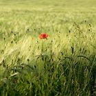 Mohn II