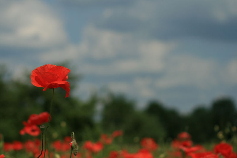 Mohn II