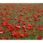 *Mohn II*