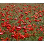 *Mohn II*