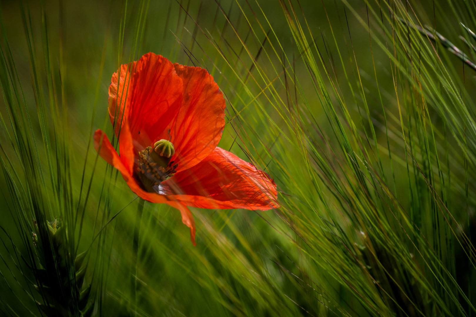 Mohn II