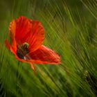 Mohn II