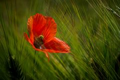 Mohn II