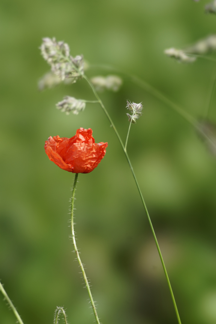 Mohn II