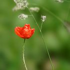 Mohn II