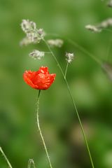 Mohn II