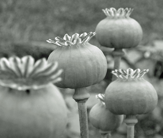 Mohn II