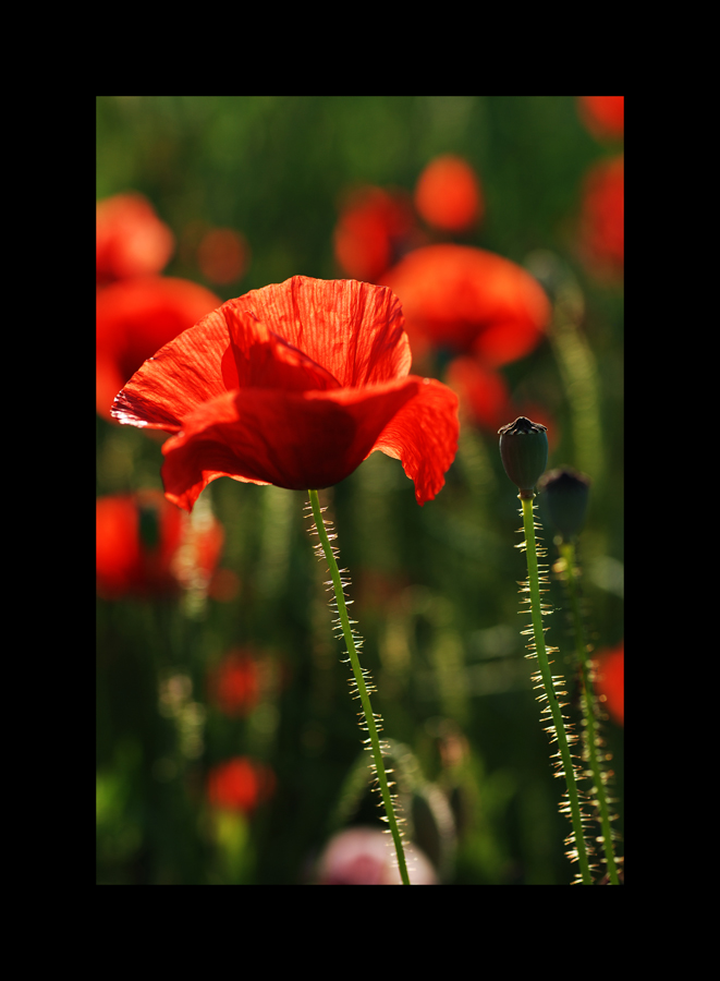 -- Mohn II --