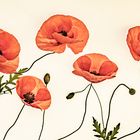 Mohn II