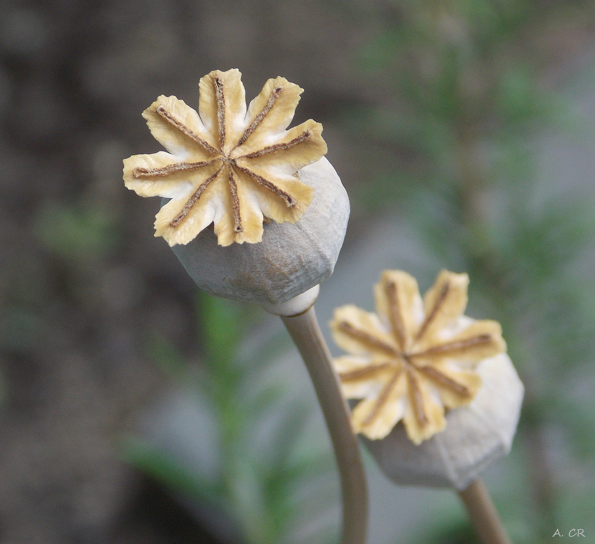 Mohn II