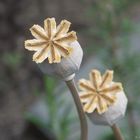 Mohn II